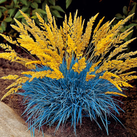 Zvezdasti drobni cvetovi (3)