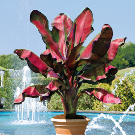 Banana z rdečimi listi