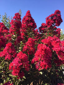 Lagerstroemija 'Berry Dazzle'