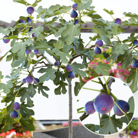 Pritlikavi figov grm Mala gospa Figgy