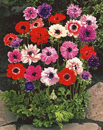 Vrtna Anemona St Brigid (15)