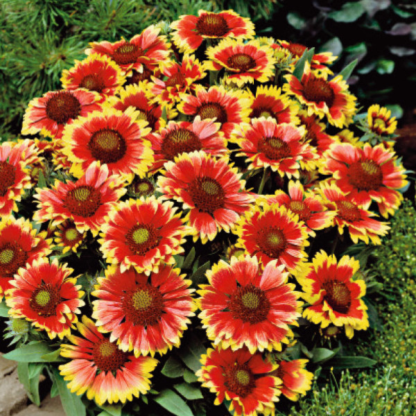 Kokardna rudbekija 'Kobold' (3 rastline)