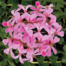 9 kosov Stellana rožnata viseča pelargonija + Florimo gnojilo za pelargonije