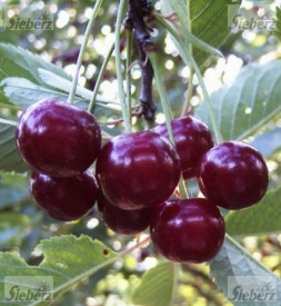Sadika višnje sorte Feketić 