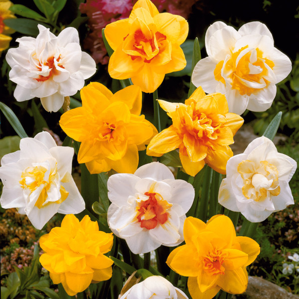 Narcisa s polnimi cvetovi (25)