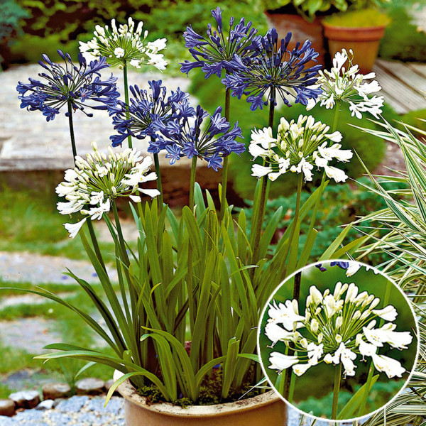 Ljubični cvet, beli (2)