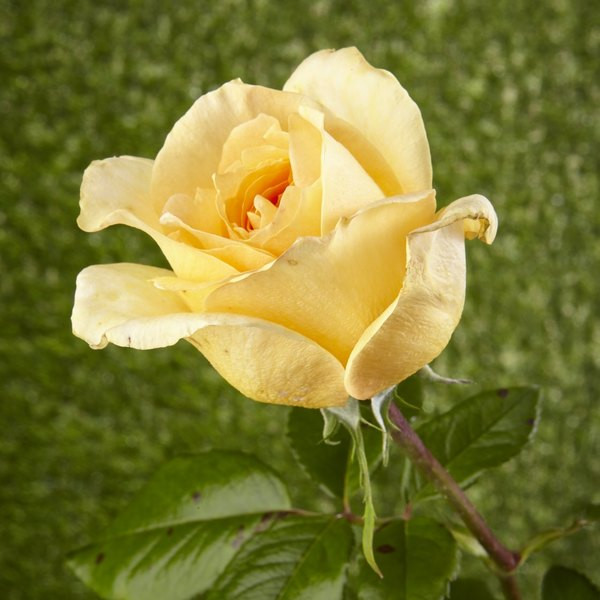 Arthur Bell – rumena čajna vrtnica