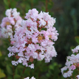 Svilnato-rožnata mirta