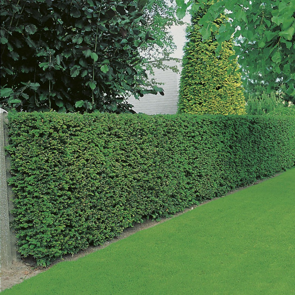 Tiszafa živa meja (3)