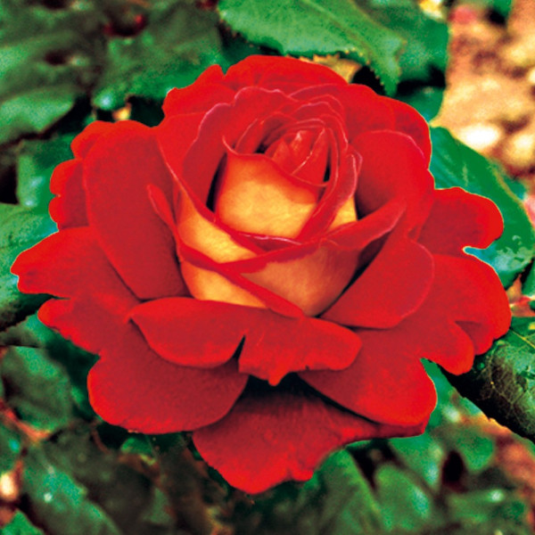 Copacabana – čajna vrtnica