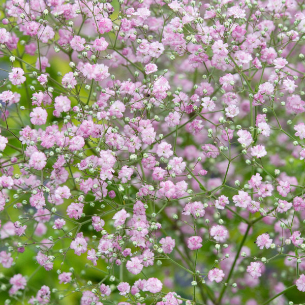 Latnata sadrenka, rožnata