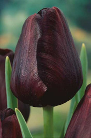 Tulipan 'Nočna kraljica' (7)