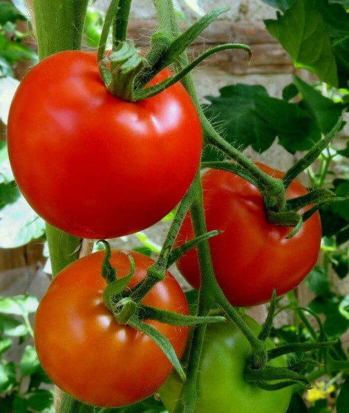 Kecskeméti K3 paradižnik