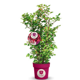 Raspbeary malina grm