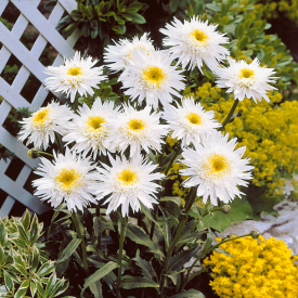 Nora marjetica „Crazy Daisy”