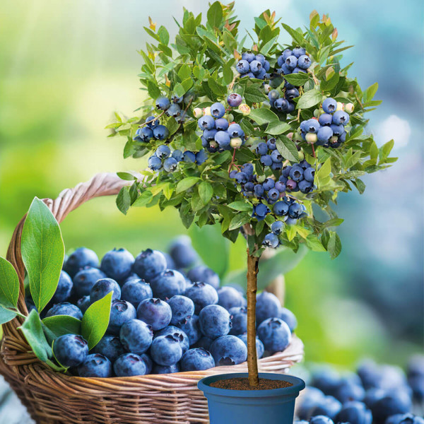 Borovnica Blue Bijoux