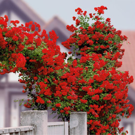 Lonec za plezalno vrtnico Kletter Star