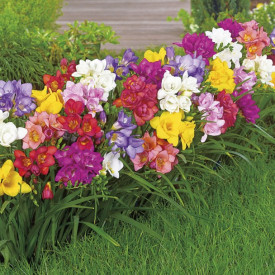 30 polnjenih dišečih frezij