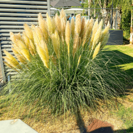 Evita, pritlikava pampas trava