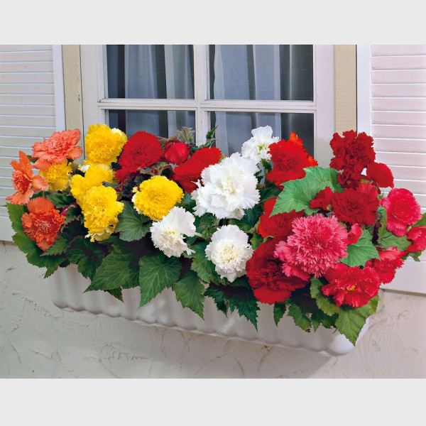 Čipkasta begonija – mešanica (10)