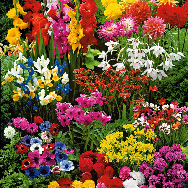 Super mešanica cvetnih čebulic – 75 kosov