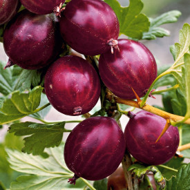 Rdeči kosmulja Rokula – drevo