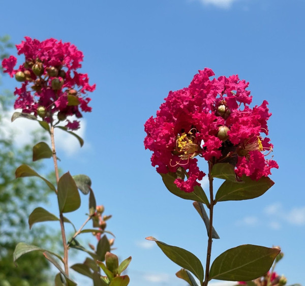 Lagerstroemia 'Petite Red'