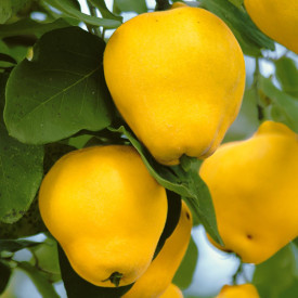 Posoda za kutino Cydora