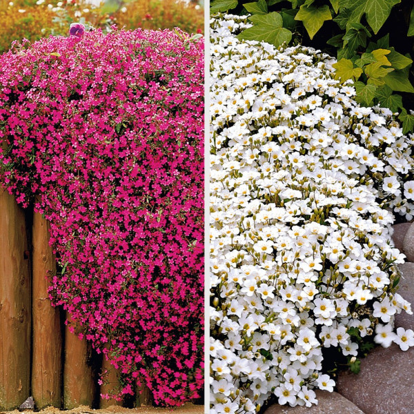 3 peščene vrvice + 3 milaste trave