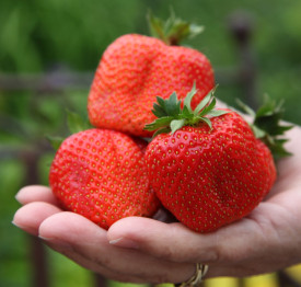 Jagode Sweet Mary – velika sorta 3 sadike