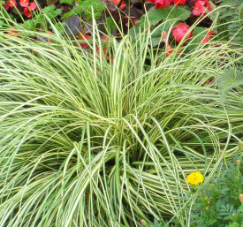 Okrasna trava Carex Evergold, zeleno-rumena