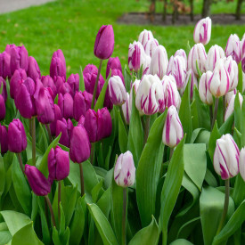 Tulipan Prince Brothers (10)