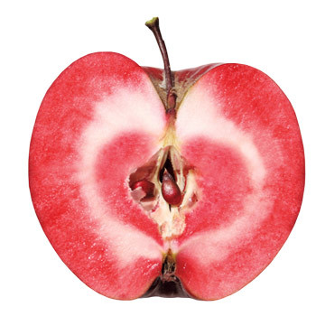 Redlove Odysso – zimska jabolka