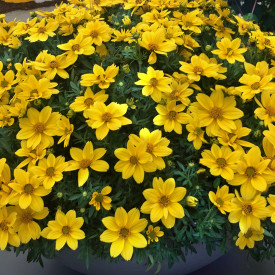 Bidens Giant (3)