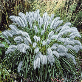 Zelenolistna rastlina za čiščenje svetilk (3)