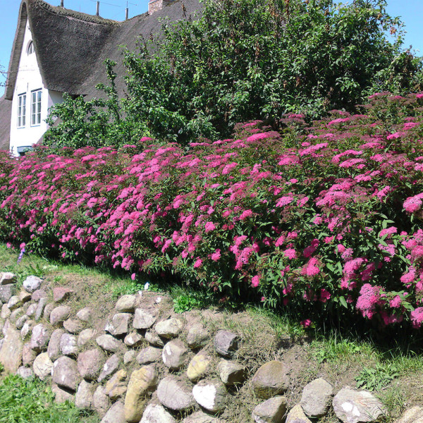 Rdeča japonska biserovka