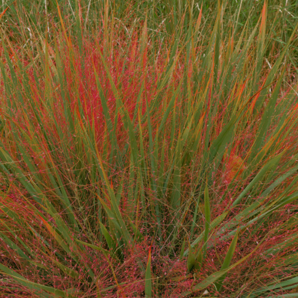 Rdeča ljubezenska trava