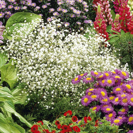 Bela tančica cvet, velika velikost