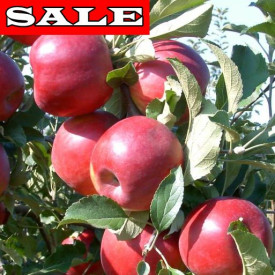 Jabolka Jonathan z zamotanim koreninskim sistemom