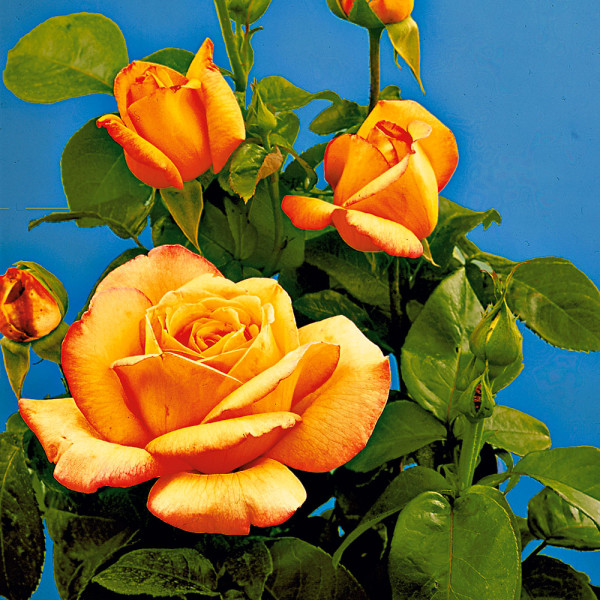 Gloria Dei – rumena čajna vrtnica