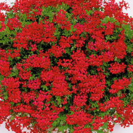 Mušketa z rdečim odbijačem Tirolski ogenj (3)