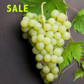 Belo jedilno grozdje brez semen Picurka