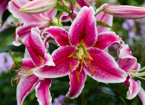 Rdeče-bele lilije (2)