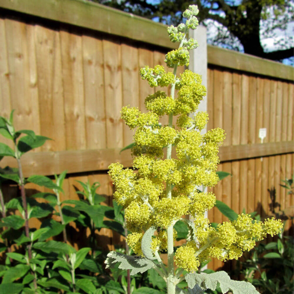 Srebrne poletne orgle