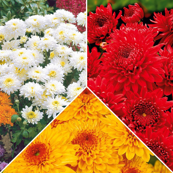 9 vrtnih krizantemov