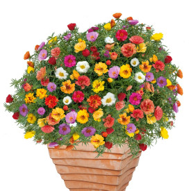 Samba hrustančna vrtnica (3)