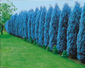 Jeklenomodra stebrasta pacipresa 'Columnaris Glauca