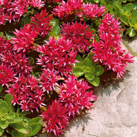 Neprava homulica (3 kom.)