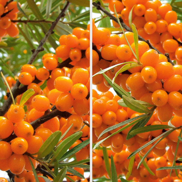 3 rakitovci (2 ženski, 1 moški opraševalec)