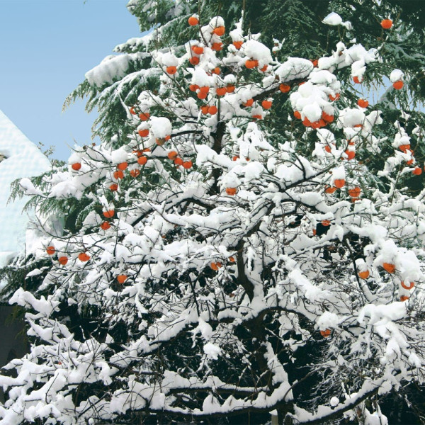 Kaki-japonska jabolka